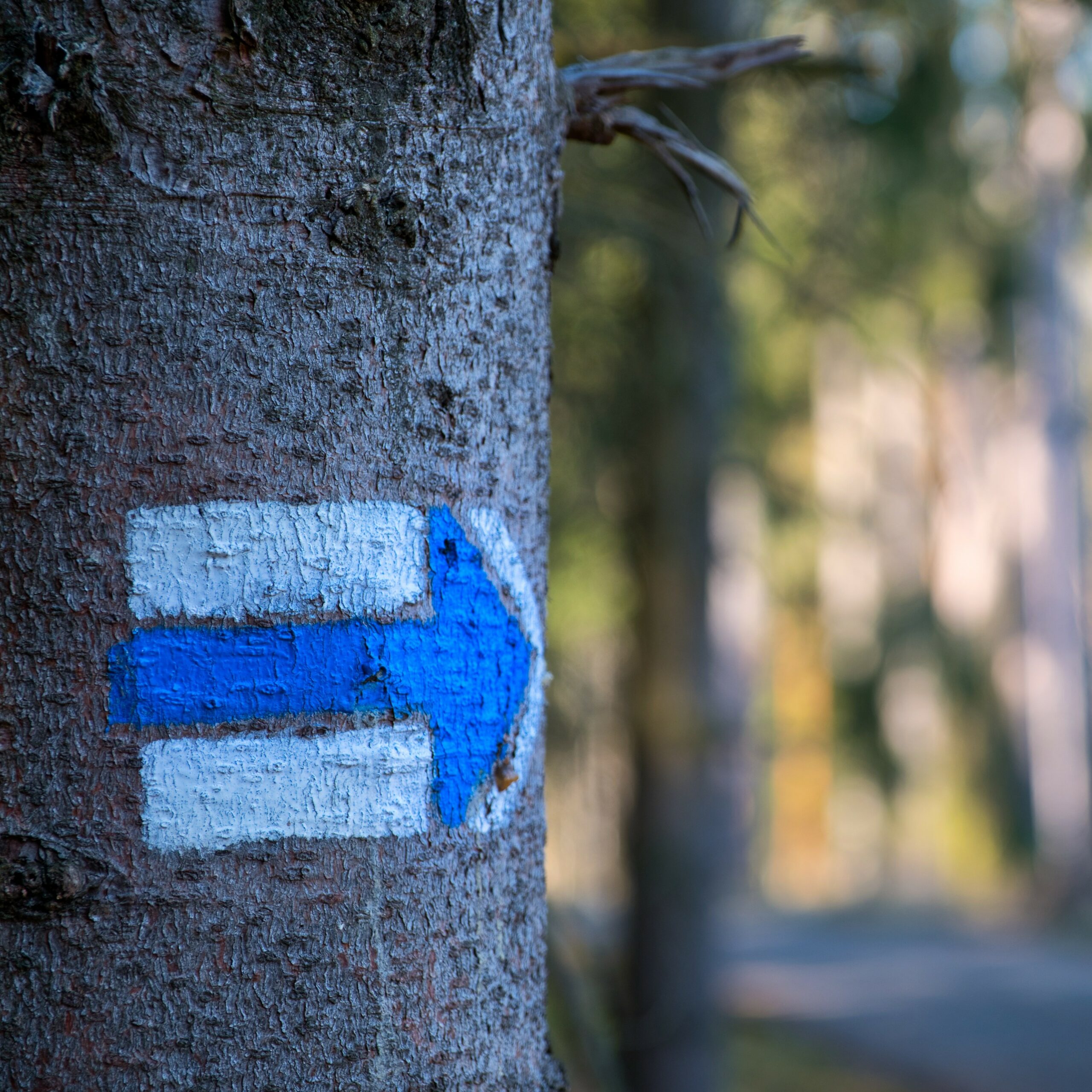 Wieża w głowie. Strażnik Migdał. 6 zjazdów z autostrady.
