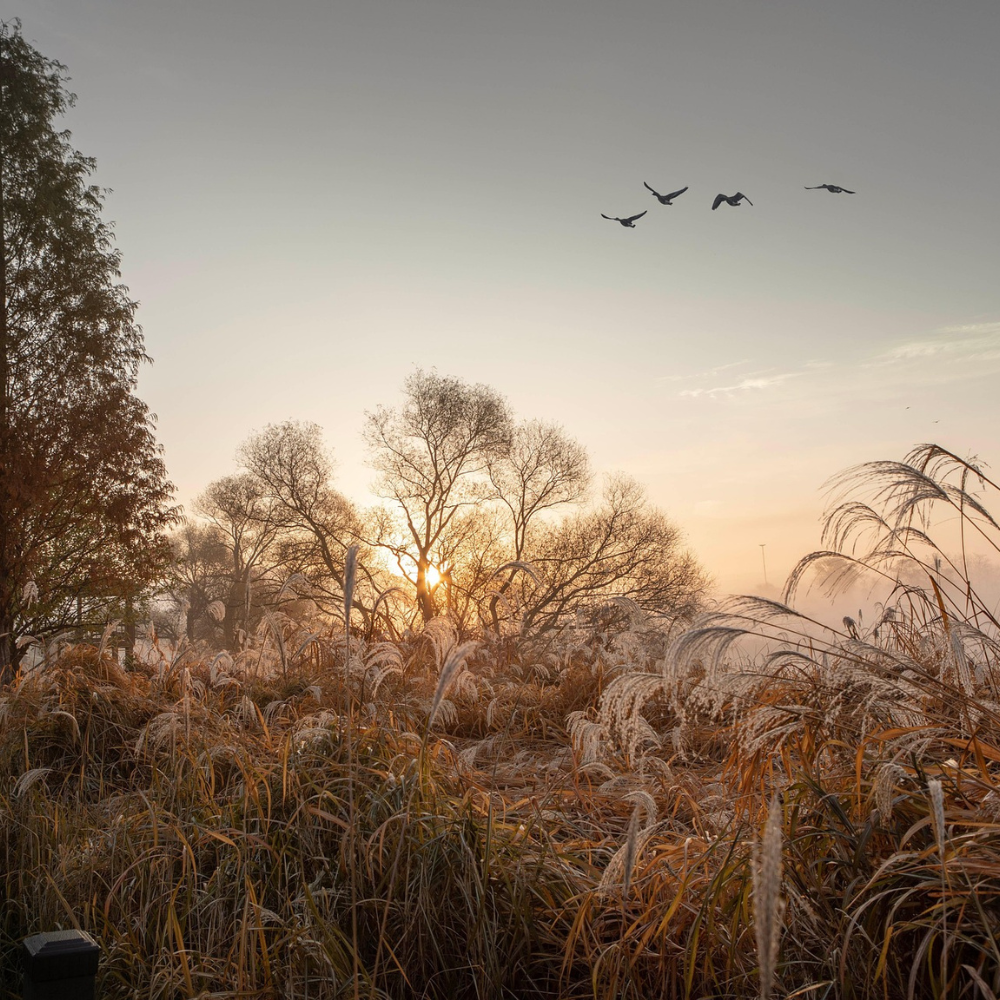 Strażnik Migdał i nowy rok (3)