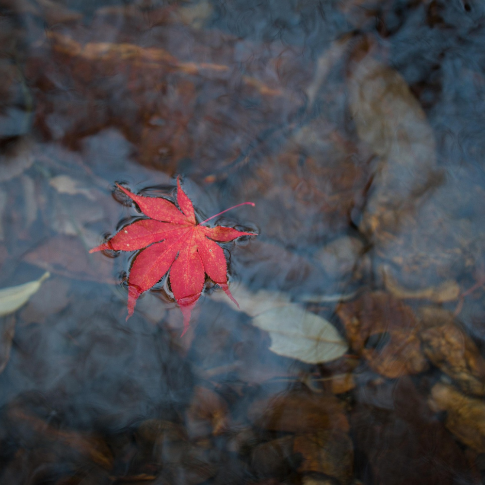 Strażnik Migdał i droga (13.1)