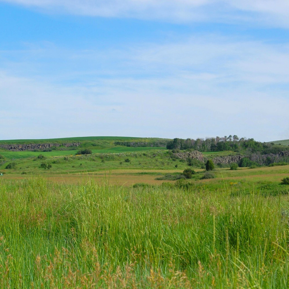 Mrówki i boże krówki (13.4)